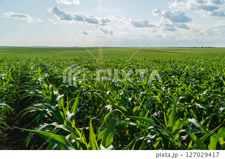Lush green maize plants emerge from the soil in a sprawling rural field, thriving in warm sunlight on a clear day 127029417