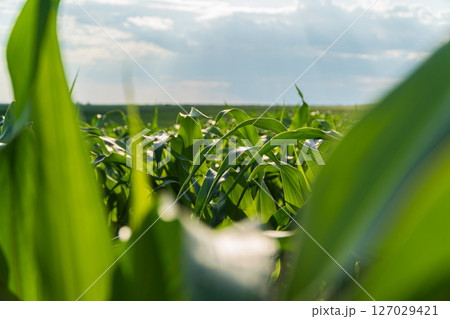 New corn plants with vibrant green leaves thrive in a rural farming field, reaching for sunlight under an expansive sky 127029421