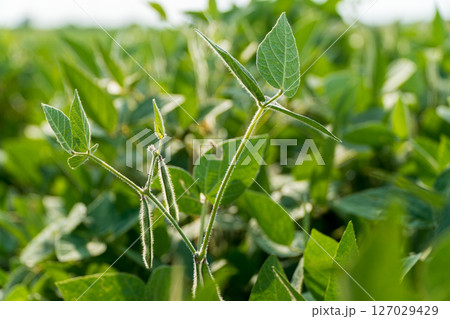 Healthy soybean sprouts stand tall among vibrant green foliage, showcasing robust growth in a plantation setting during daylight hours Healthy soybean sprouts stand tall among vibrant green foliage, showcasing robust growth in a plantation setting during daylight hours 127029429