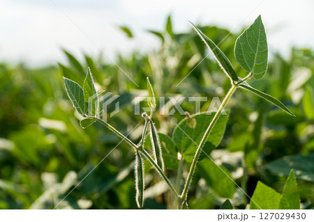 Green soybean sprouts reaching towards the sky, showcasing healthy growth in a well-maintained plantation environment 127029430