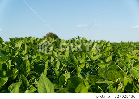 Vibrant green soybean plants thrive in a wide field, stretching towards a bright blue sky, showcasing healthy agricultural growth Vibrant green soybean plants thrive in a wide field, stretching towards a bright blue sky, showcasing healthy agricultural growth 127029436