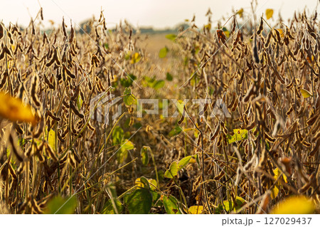 Mature soybean plants are visible in a field, indicating readiness for harvest during the growing season. The landscape reflects agricultural growth 127029437
