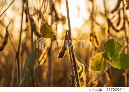 Sunlight filters through soybean plants in a field, highlighting green leaves and developing sprouts at golden hour, signaling growth and vitality 127029444