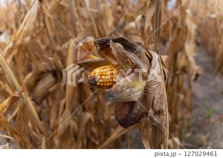 Ripe corn on the cob is nestled among dried maize plants in a rural field, signifying the harvest season Ripe corn on the cob is nestled among dried maize plants in a rural field, signifying the harvest season 127029461