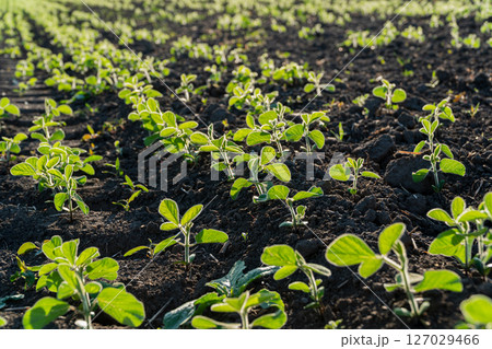 Rows of vibrant young soybean sprouts emerge from rich dark soil, basking in sunlight during early spring Rows of vibrant young soybean sprouts emerge from rich dark soil, basking in sunlight during early spring 127029466