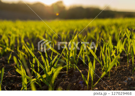 Wheat sprouts emerge from the soil in a green meadow, basking in warm sunlight during the winter season, symbolizing new growth 127029468