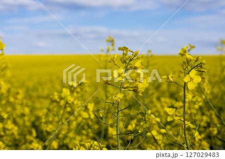 Vibrant canola flowers stretch across a large field, showcasing nature's beauty under a clear blue sky during spring 127029483