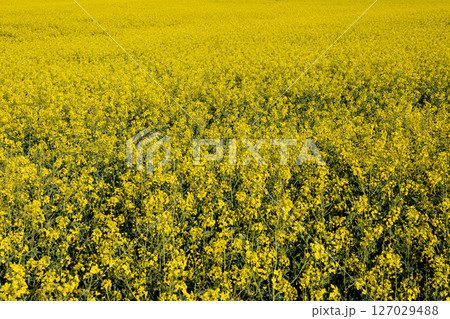 Bright yellow canola flowers flourish across the expansive field, showcasing the beauty of nature in full bloom during the spring season Bright yellow canola flowers flourish across the expansive field, showcasing the beauty of nature in full bloom during the spring season 127029488