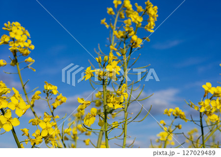 Bright yellow rapeseed flowers flourish in a vast field, showcasing nature's beauty on a sunny day with a blue sky above Bright yellow rapeseed flowers flourish in a vast field, showcasing nature's beauty on a sunny day with a blue sky above 127029489