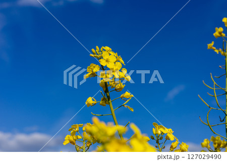 Vibrant yellow rapeseed flowers stretch toward the sun, filling the field with color on a clear spring day amidst natural beauty Vibrant yellow rapeseed flowers stretch toward the sun, filling the field with color on a clear spring day amidst natural beauty 127029490