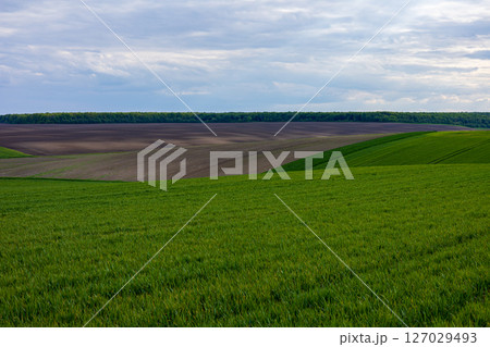 Wide expanse of winter wheat field displaying fresh green sprouts amidst a landscape of dark soil and clouds above 127029493
