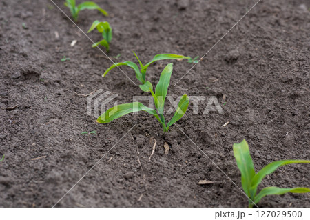 Fresh corn plants sprout from dark, nutrient-rich soil, showcasing vibrant green leaves in a rural agricultural area 127029500