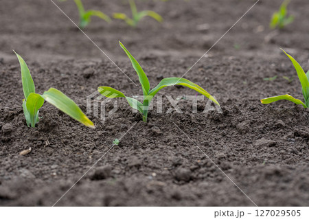 Healthy young corn plants breaking through the rich soil, signaling the onset of the growing season in a rural landscape Healthy young corn plants breaking through the rich soil, signaling the onset of the growing season in a rural landscape 127029505