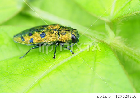 マスダクロホシタマムシ 127029516