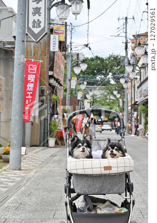 愛犬と小江戸川越でお散歩　（埼玉県・川越市）チワワ 127029561