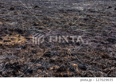 Charred land reveals the aftermath of a wildfire, with blackened earth and sparse vegetation visible under a clear sky 127029635