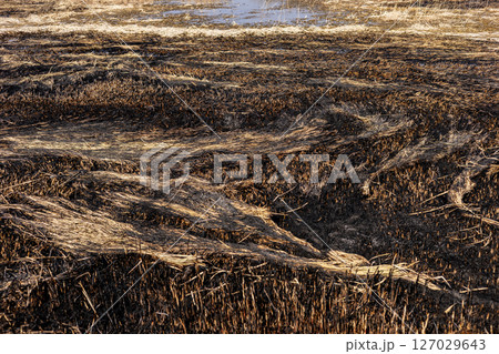 Charred remains of vegetation cover wetlands with patches of water reflecting the sunset glow in a desolate landscape Charred remains of vegetation cover wetlands with patches of water reflecting the sunset glow in a desolate landscape 127029643