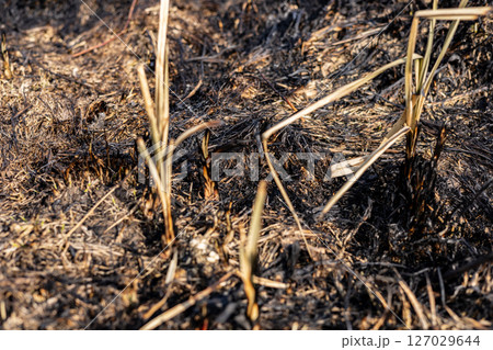 New green growth appears amid scorched earth, showcasing nature's resilience following a recent wildfire in a barren field 127029644