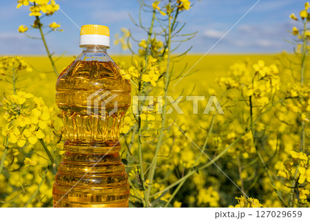 A clear bottle of oil stands prominently in a field of bright yellow canola flowers, showcasing the beauty of nature and agriculture during spring A clear bottle of oil stands prominently in a field of bright yellow canola flowers, showcasing the beauty of nature and agriculture during spring 127029659