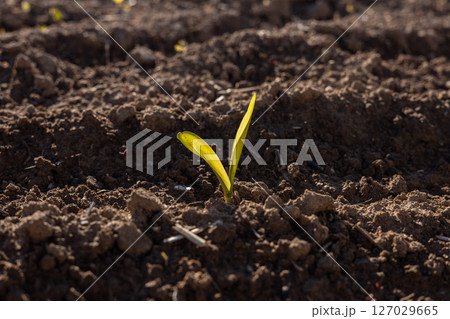 A vibrant corn sprout breaks through rich soil in a rural field, showcasing fresh growth under the warm sun A vibrant corn sprout breaks through rich soil in a rural field, showcasing fresh growth under the warm sun 127029665