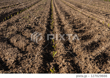 Fresh corn seedlings are sprouting in neat rows across a rural field, signaling the start of the growing season under clear skies Fresh corn seedlings are sprouting in neat rows across a rural field, signaling the start of the growing season under clear skies 127029666