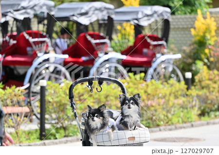 愛犬と小江戸川越でお散歩 (埼玉県・川越市)チワワ 愛犬と小江戸川越でお散歩 (埼玉県・川越市)チワワ 127029707