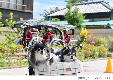 愛犬と小江戸川越でお散歩 (埼玉県・川越市)チワワ 愛犬と小江戸川越でお散歩 (埼玉県・川越市)チワワ 127029711