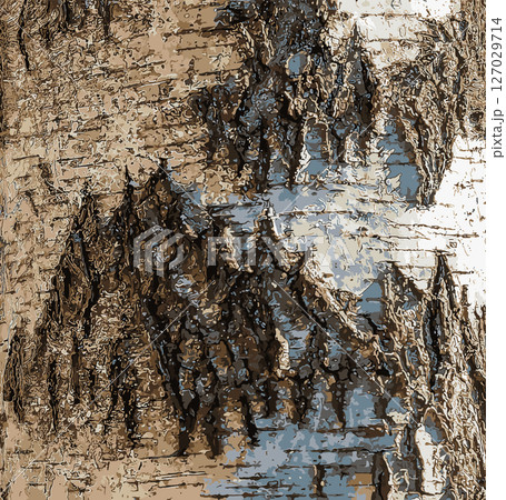 Vector illustration of Birch bark texture. The texture of the birch bark. Birch bark background. The birch tree trunk, Betula pendula 127029714