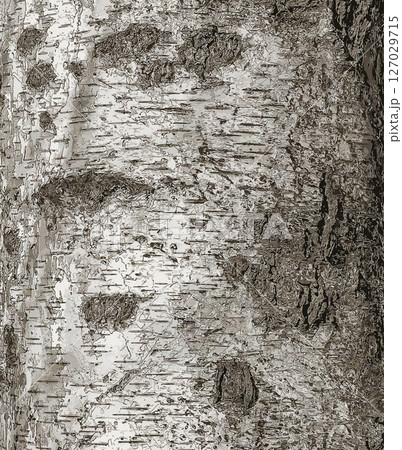 Vector illustration of Birch bark texture. Birch bark background. The birch tree trunk, Betula pendula 127029715