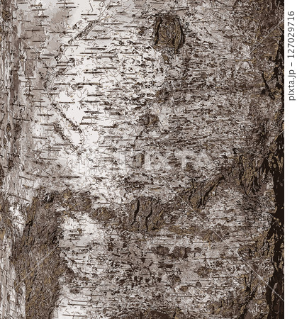 Vector illustration of Birch bark texture. The texture of the birch bark. The birch tree trunk, Betula pendula Vector illustration of Birch bark texture. The texture of the birch bark. The birch tree trunk, Betula pendula 127029716