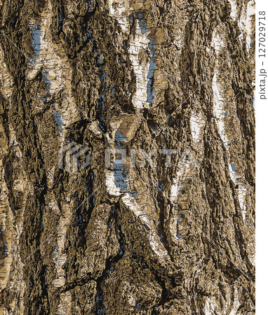 Vector illustration of Birch bark texture. The texture of the birch bark. Birch bark background. Birch tree trunk, Betula pendula 127029718