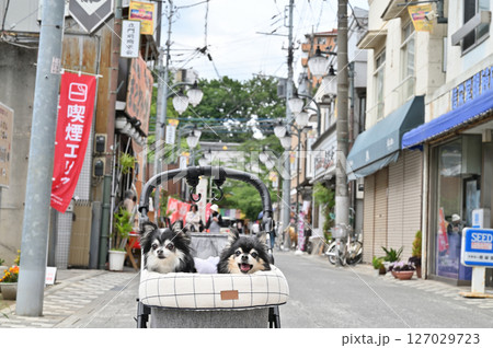 愛犬と小江戸川越でお散歩　（埼玉県・川越市）チワワ 127029723