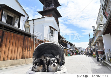 チワワと時の鐘　愛犬と小江戸川越でお散歩（埼玉県・川越市） 127029844