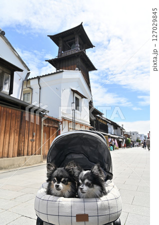 チワワと時の鐘 愛犬と小江戸川越でお散歩(埼玉県・川越市) チワワと時の鐘 愛犬と小江戸川越でお散歩(埼玉県・川越市) 127029845