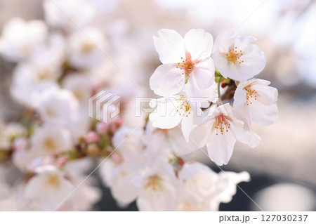 錦帯橋の桜8671 127030237