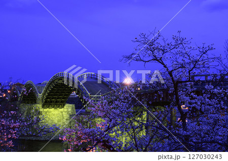 錦帯橋の桜8698 錦帯橋の桜8698 127030243