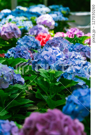 青に赤に様々な色に咲く紫陽花 127030260