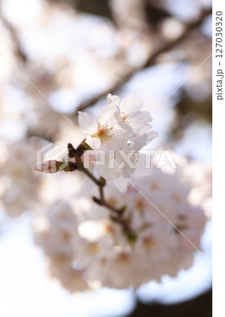 錦帯橋の桜8542 錦帯橋の桜8542 127030320