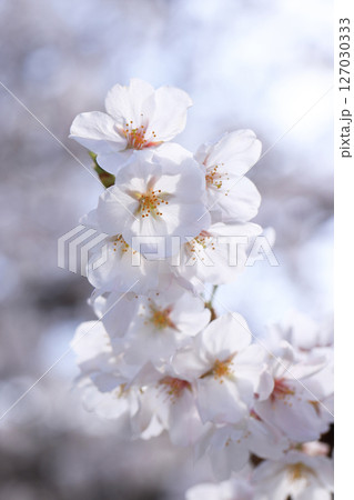 錦帯橋の桜8574 錦帯橋の桜8574 127030333