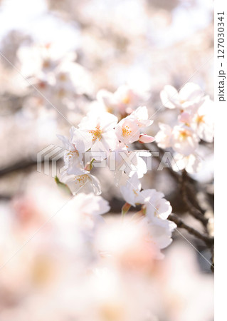 錦帯橋の桜8592 127030341