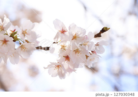 錦帯橋の桜8609 127030348