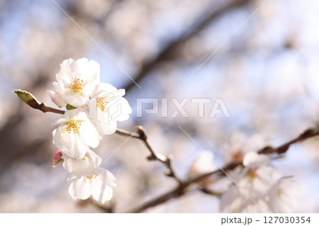 錦帯橋の桜8625 錦帯橋の桜8625 127030354