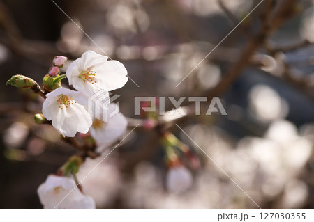 錦帯橋の桜8626 127030355