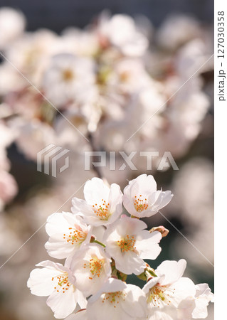 錦帯橋の桜8632 錦帯橋の桜8632 127030358
