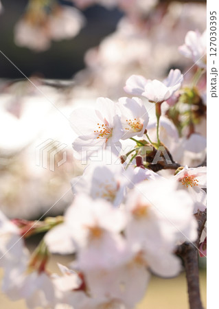 錦帯橋の桜8468 錦帯橋の桜8468 127030395