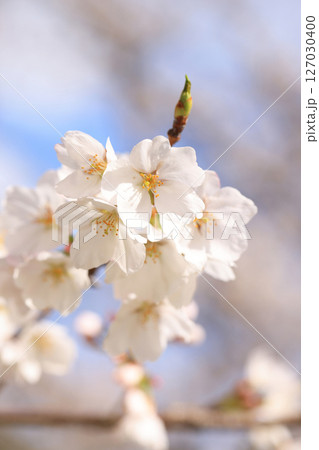 錦帯橋の桜8479 127030400