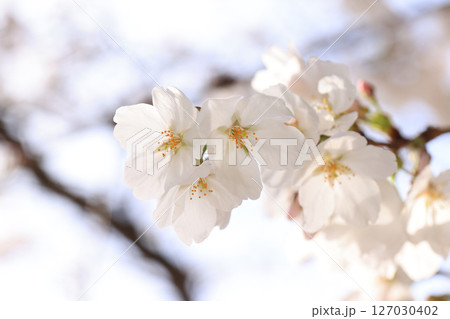 錦帯橋の桜8493 錦帯橋の桜8493 127030402