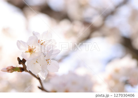 錦帯橋の桜8537 127030406
