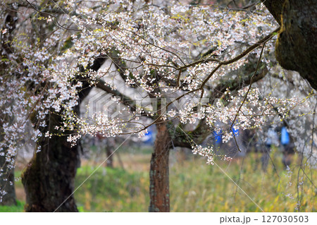 徳佐のしだれ桜 9109 徳佐のしだれ桜 9109 127030503