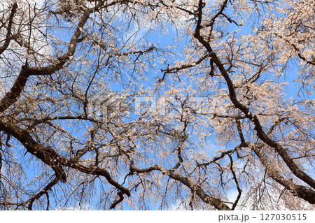 徳佐のしだれ桜 9182 徳佐のしだれ桜 9182 127030515